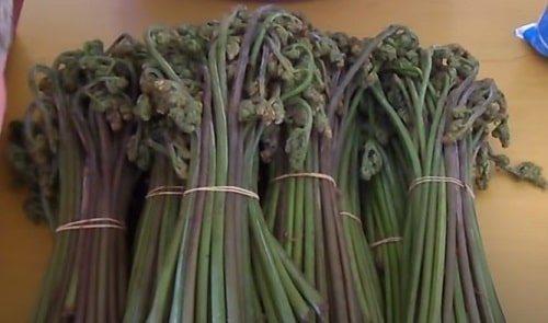 Засолка папоротника по госту. Как солить папоротник орляк сухим способом (в пучках)