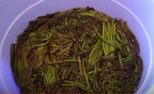 Засолка папоротника на зиму. Как засолить папоротник в домашних условиях — рецепты в банках, по ГОСТу, в рассоле