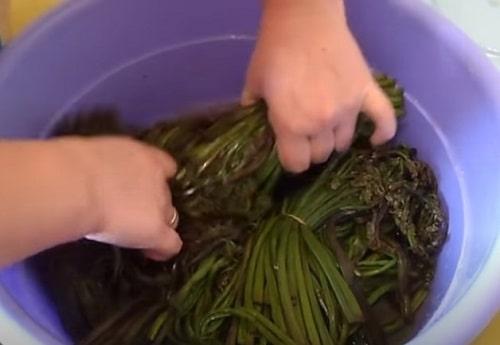 Засолка папоротника на зиму. Как засолить папоротник в домашних условиях — рецепты в банках, по ГОСТу, в рассоле