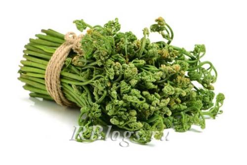 Папоротник орляк заготовка на зиму. Всё о папоротнике орляк: чем полезен, где найти и как правильно приготовить