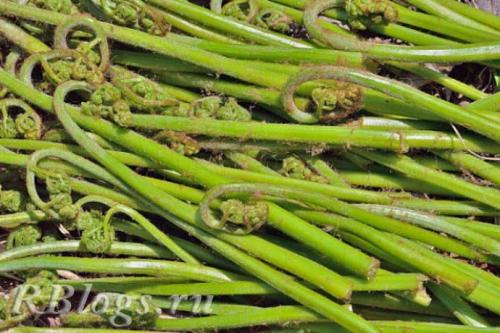 Папоротник орляк заготовка на зиму. Всё о папоротнике орляк: чем полезен, где найти и как правильно приготовить