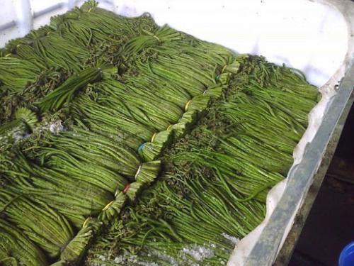 Папоротник орляк - заготовка. Заморозка папоротника