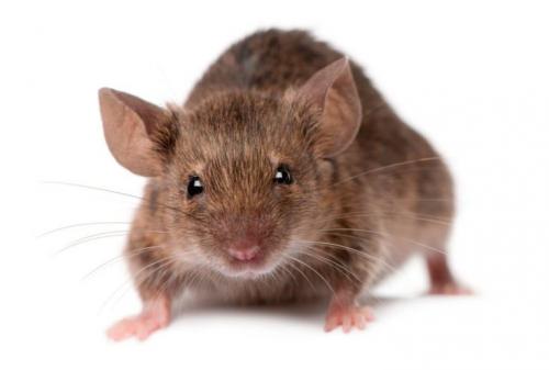 Средство от мышей в доме от которого они уходят навсегда. Информация о грызунах