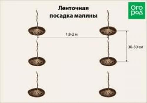 Как посадить саженцы малины по схеме. Популярные схемы высадки малины в грунт