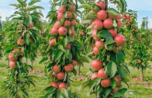 Что такое колоновидная яблоня. Колоновидные яблони: преимущества и недостатки по сравнению с обычными