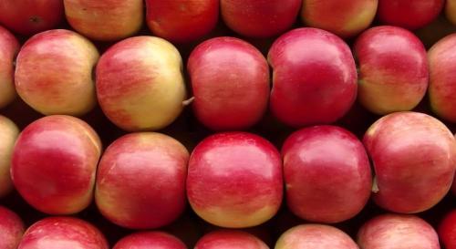 Как определить, готова ли яблоня к сбору. Самое главное – индивидуальные сортовые особенности