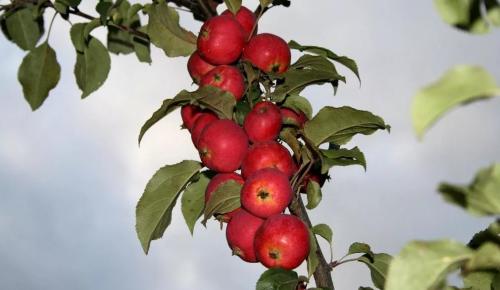 Секреты ухода за колоновидной яблоней: от выбора посадочного материала до уборки урожая 05