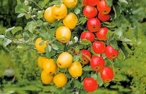 Что такое колоновидная яблоня. Колоновидные яблони: преимущества и недостатки по сравнению с обычными