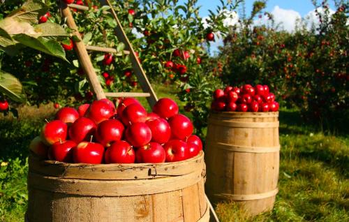 Как определить, готова ли яблоня к сбору. Самое главное – индивидуальные сортовые особенности