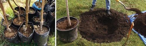 Как правильно посадить яблоню, чтобы она плодоносила. ВЫРАСТИТЬ ЯБЛОНЮ МОЖНО ТОЛЬКО ЗНАЯ ЕЕ ОСОБЕННОСТИ