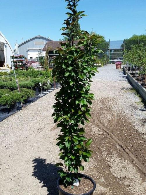 Какие сорта колоновидной яблони наиболее популярны. Виды и сорта колоновидных яблонь