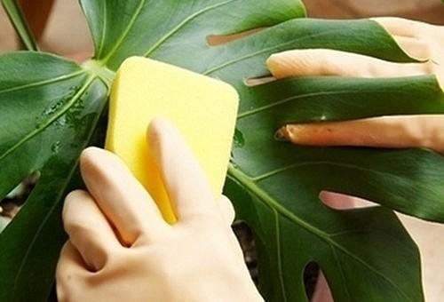 Биопрепараты от тли. Как бороться с тлей