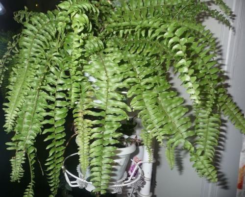 Папоротник комнатный усы. Папоротник нефролепис 