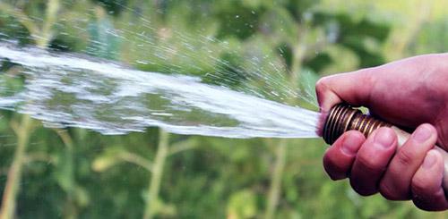 Биопрепараты от тли. Как бороться с тлей