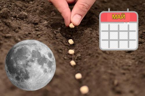 Какие овощи сажают весной. Когда сажать и сеять семена и рассаду в мае