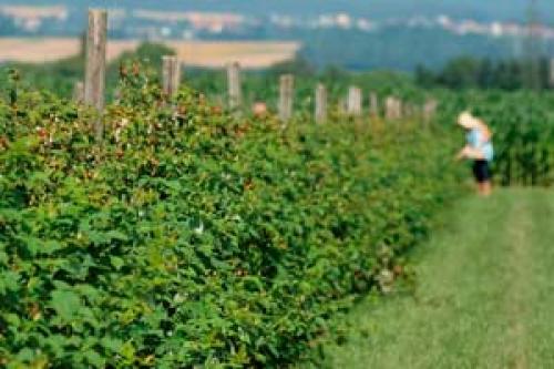 Как определить подходящее время для посадки малины, учитывая погоду. Особенности посадки малины весной: сроки, правила