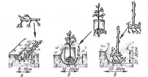 Как определить подходящее время для посадки малины, учитывая погоду. Особенности посадки малины весной: сроки, правила