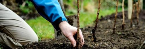 Как определить подходящее время для посадки малины, учитывая погоду. Особенности посадки малины весной: сроки, правила