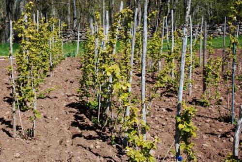 Как подготовить почву для посадки малины в 2025 году. Подготовка малинника к посадке кустов