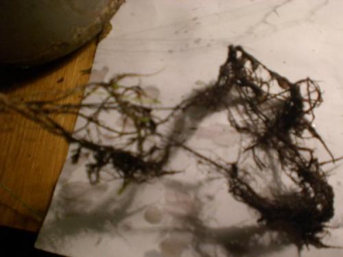 Можно ли обрезать папоротник на зиму. КАКОЙ НУЖЕН УХОД 04