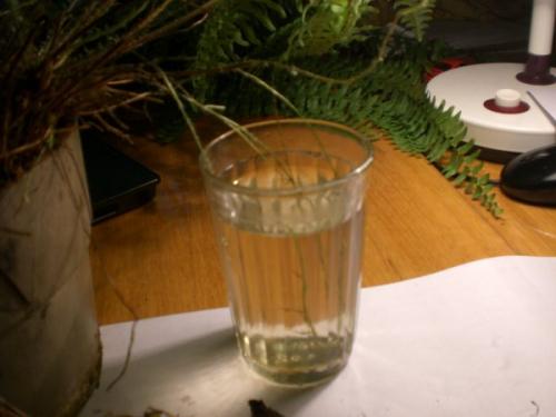 Можно ли обрезать папоротник на зиму. КАКОЙ НУЖЕН УХОД 03