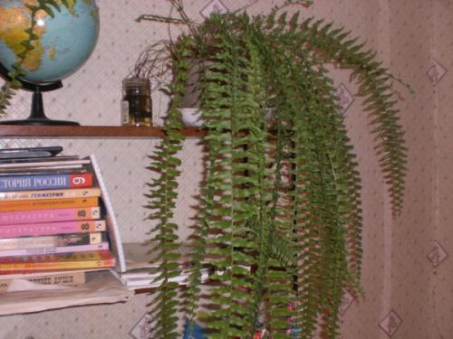 Можно ли обрезать папоротник на зиму. КАКОЙ НУЖЕН УХОД 01