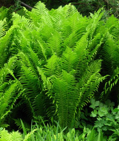 Папоротник любит тень или солнце. Виды папоротников, выращиваемых в саду