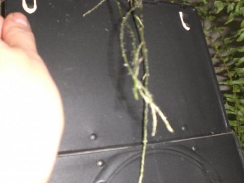 Можно ли обрезать папоротник на зиму. КАКОЙ НУЖЕН УХОД 02