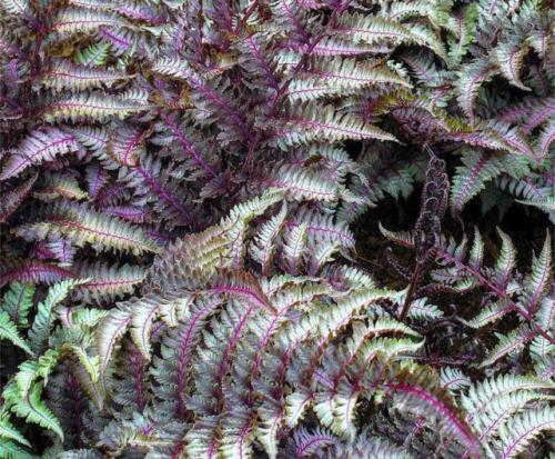 Папоротник любит тень или солнце. Виды папоротников, выращиваемых в саду