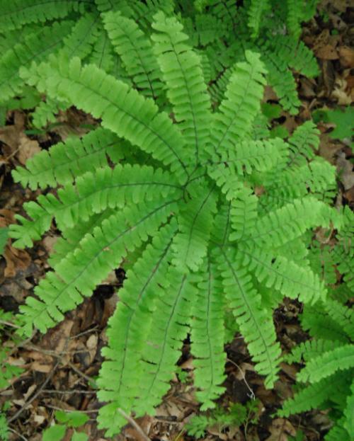 Папоротник любит тень или солнце. Виды папоротников, выращиваемых в саду