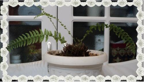 Можно ли обрезать папоротник на зиму. КАКОЙ НУЖЕН УХОД 06