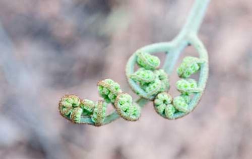 Папоротник комнатный польза и вред. Папортник орляк, оригинальные и экзотические рецепты (описание и фотографии)
