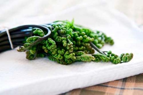 Папоротник комнатный польза и вред. Папортник орляк, оригинальные и экзотические рецепты (описание и фотографии)