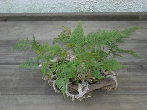 Уход за папоротником дома. Как ухаживать за комнатным папоротником?