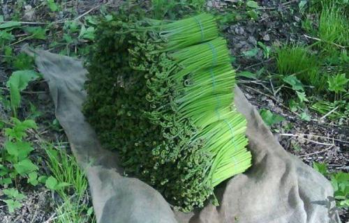 Можно ли заморозить соленый папоротник. Как правильно хранить свежий папоротник