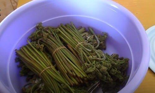 Засолка папоротника по госту. Как солить папоротник-орляк сухим способом (в пучках)