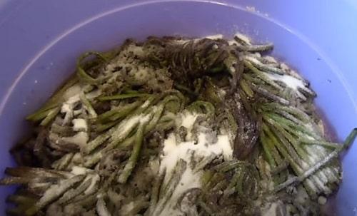 Как засолить папоротник в домашних условиях — рецепты в банках, по ГОСТу, в рассоле