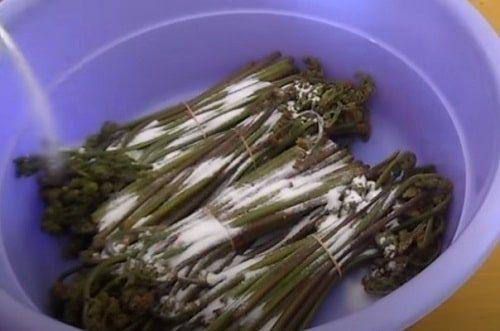 Засолка папоротника по госту. Как солить папоротник-орляк сухим способом (в пучках)