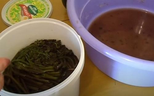 Как засолить папоротник в домашних условиях — рецепты в банках, по ГОСТу, в рассоле