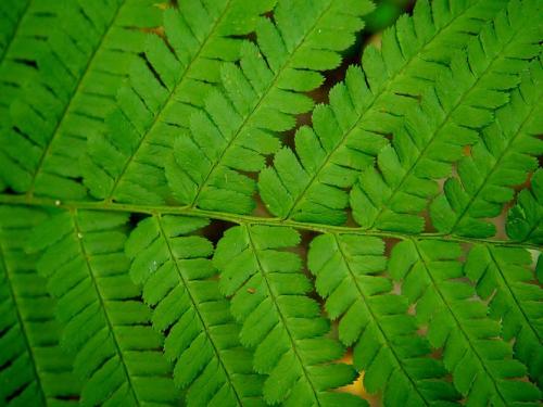 Уход за папоротником дома. Как ухаживать за комнатным папоротником?