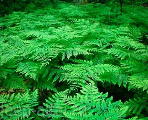 Папоротник комнатный польза и вред. Папортник орляк, оригинальные и экзотические рецепты (описание и фотографии)