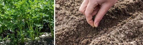 Какие различия существуют между сортами и гибридами моркови, и как это влияет на урожайность. НА КАКИЕ ГРУППЫ МОЖНО УСЛОВНО ПОДРАЗДЕЛИТЬ ЛУЧШИЕ СОРТА МОРКОВИ ПО ИХ КАЧЕСТВАМ