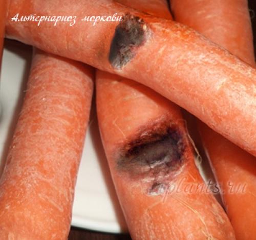 Как влияет севооборот на возникновение черной гнили у моркови. Болезни моркови