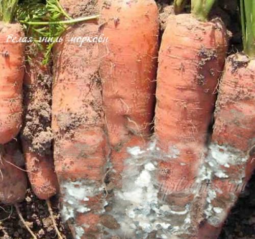 Как влияет севооборот на возникновение черной гнили у моркови. Болезни моркови