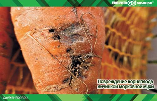 Устойчивые к морковной мухе: лучшие сорта моркови для Подмосковья 01 Устойчивые к морковной мухе: лучшие сорта моркови для Подмосковья 01