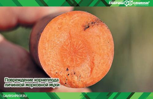 Эффективные методы борьбы с морковной мухой: советы для садоводов 02