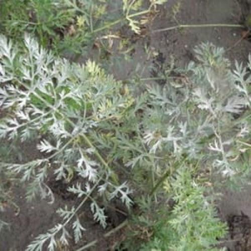 Какие меры профилактики помогут снизить риск заболеваний моркови. Болезни моркови на грядке, профилактика и средства защиты