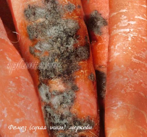 Как влияет севооборот на возникновение черной гнили у моркови. Болезни моркови