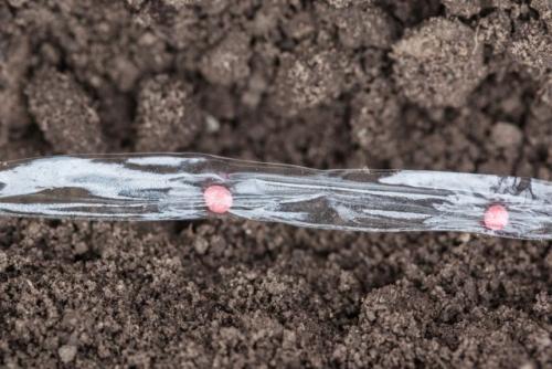 Можно ли использовать семена устойчивых сортов моркови для посева в разных климатических зонах. Используйте правильные сорта