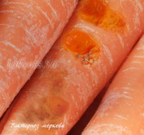 Как влияет севооборот на возникновение черной гнили у моркови. Болезни моркови